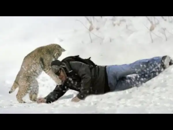 Video: Top 10 Lesser Known Wild Cats In The World